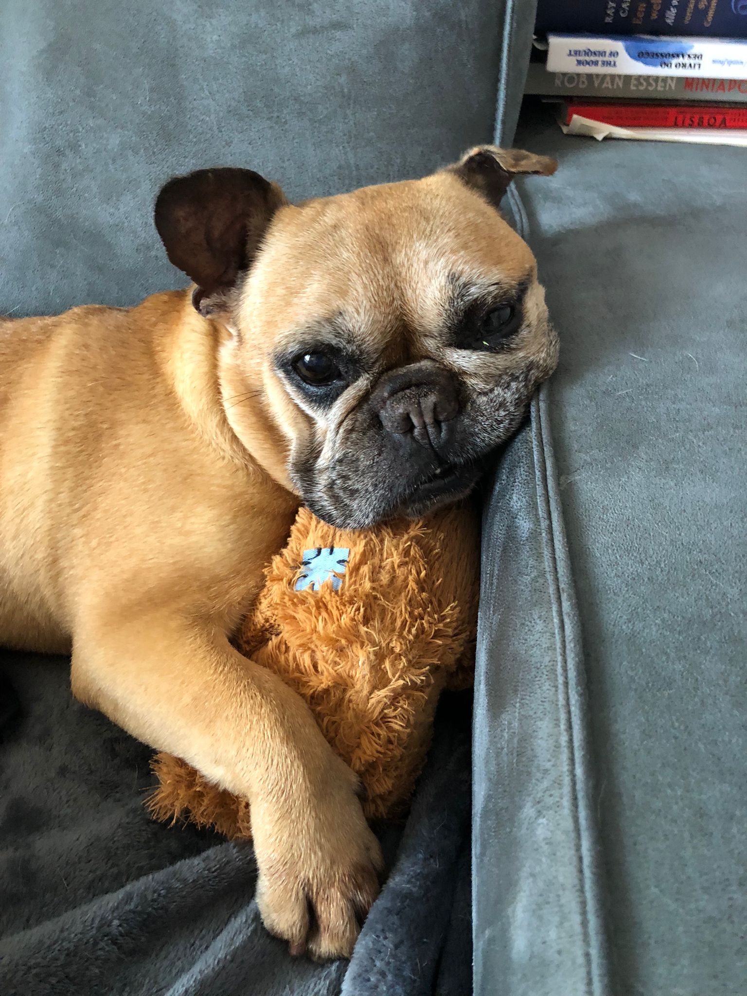 Foto van Stella, een Franse bulldog
